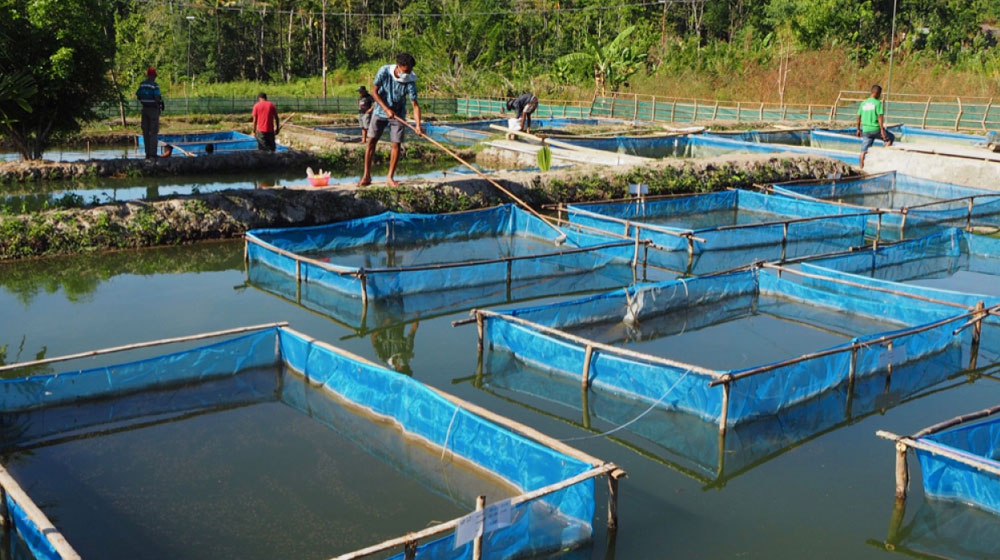Govt Inaugurates Cage Fish Farming Program to Quadruple Fish Production