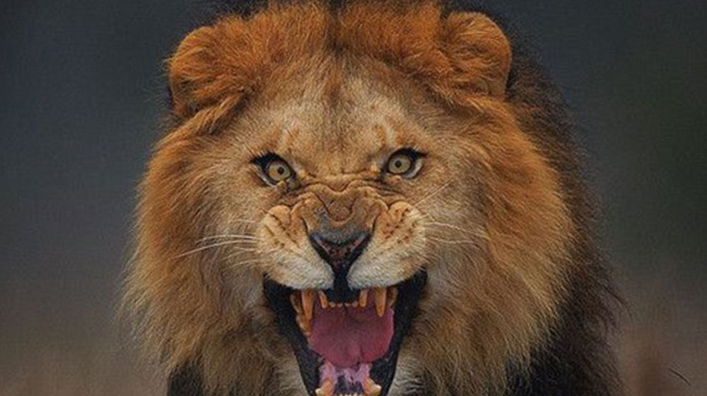 Religious Leader Unleashes Pet Lion on Electrician for Demanding His Wage