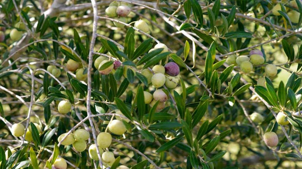 Olive Cultivation is The Best Solution for Pakistan’s Economy, Here’s Why