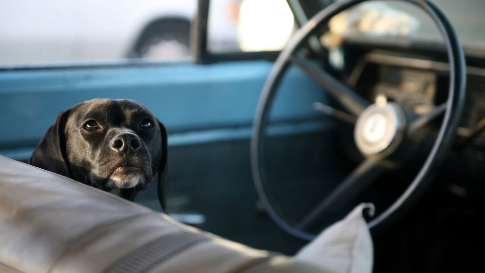This Dog Drove His Owner’s Car for an Hour [Video]
