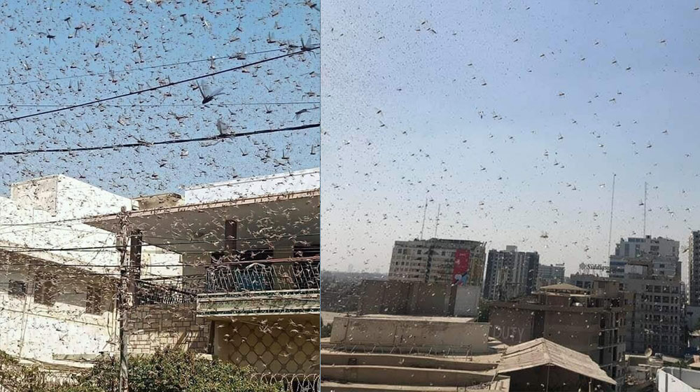 Citizens Share Videos & Pictures as Locust Swarms Invade Karachi