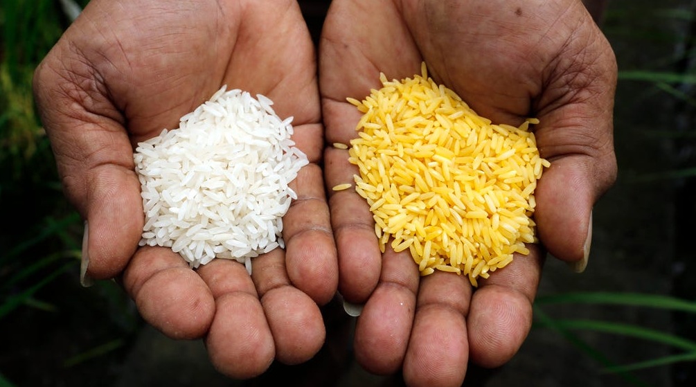 Philippines is Cultivating Golden Rice and Here’s Why