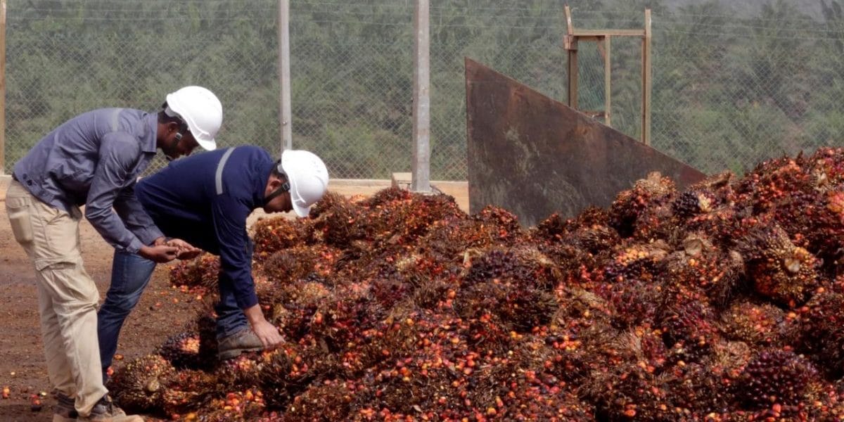 Pakistan Lacks Money & Demand for Palm Oil to Cover Our Loss: Malaysian Media