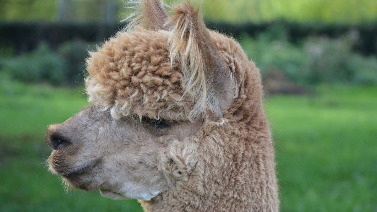 Scientists Discover Llama Blood Has the Anti-Bodies That Could Kill COVID-19
