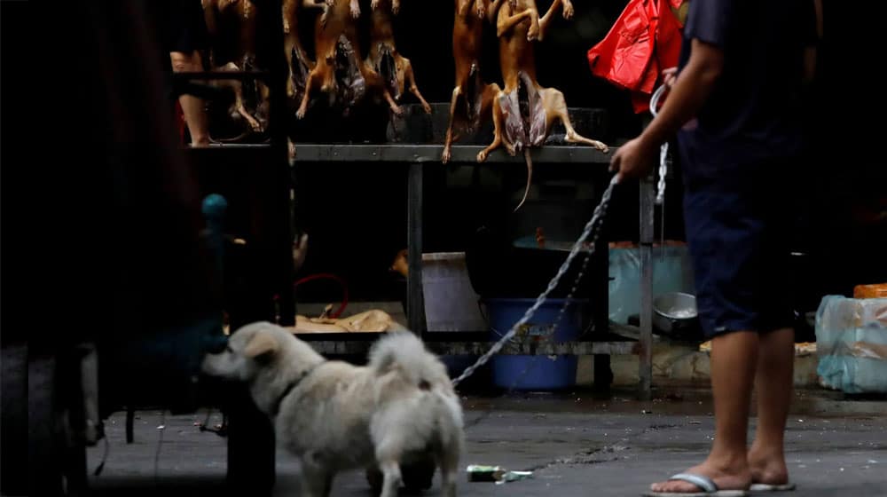 China Orders Citizens to Stop Eating Dogs