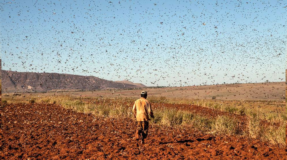 Locusts Could Cause a Rs. 500 Billion Loss in Pakistan