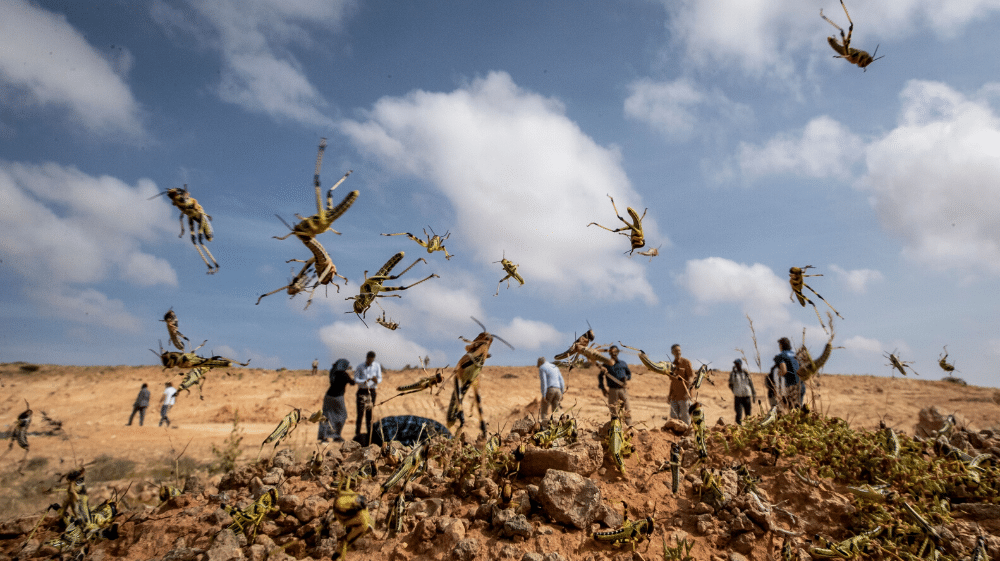 Pakistan May Face Another Huge Locust Attack Next Month