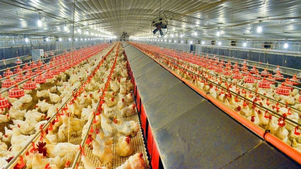 New Type of Bird Flu from Chickens Might Kill Half of Humanity: Scientist