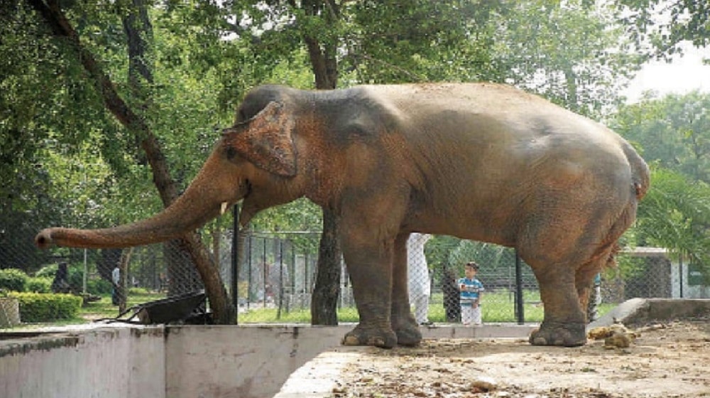 Experts Suggest Moving Islamabad Zoo Elephant to Cambodia Sanctuary