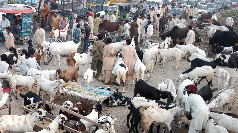 Sindh Govt to Designate Locations for Collective Sacrifice on Eid-ul-Azha