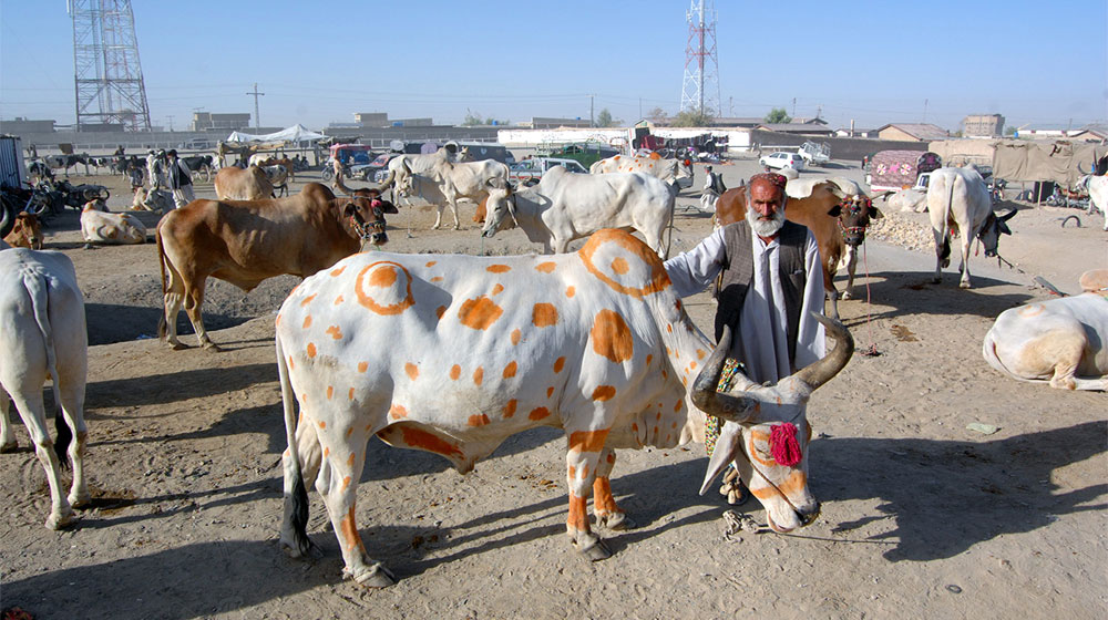 Sindh Govt Bans Unauthorized Cattle Markets in Karachi