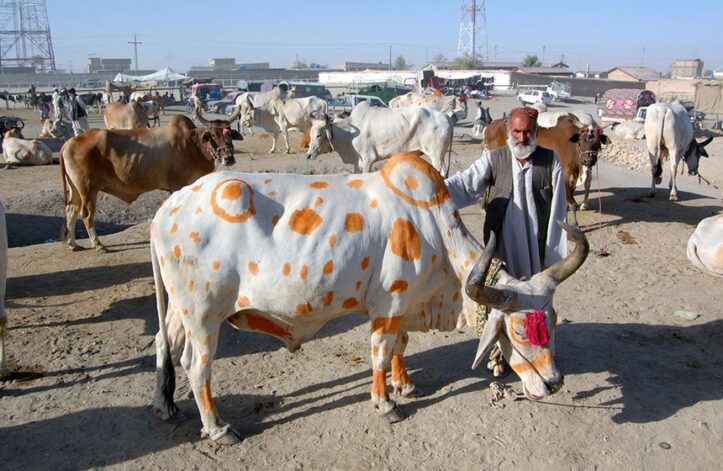 punjab section 144 eid