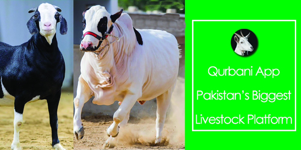 Qurbani & Covid: This App Covers All Your Livestock Needs This Eid