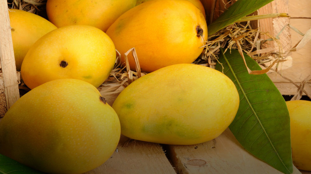 Pakistan’s Mango Production to Suffer 50% Decline Due to Heatwave