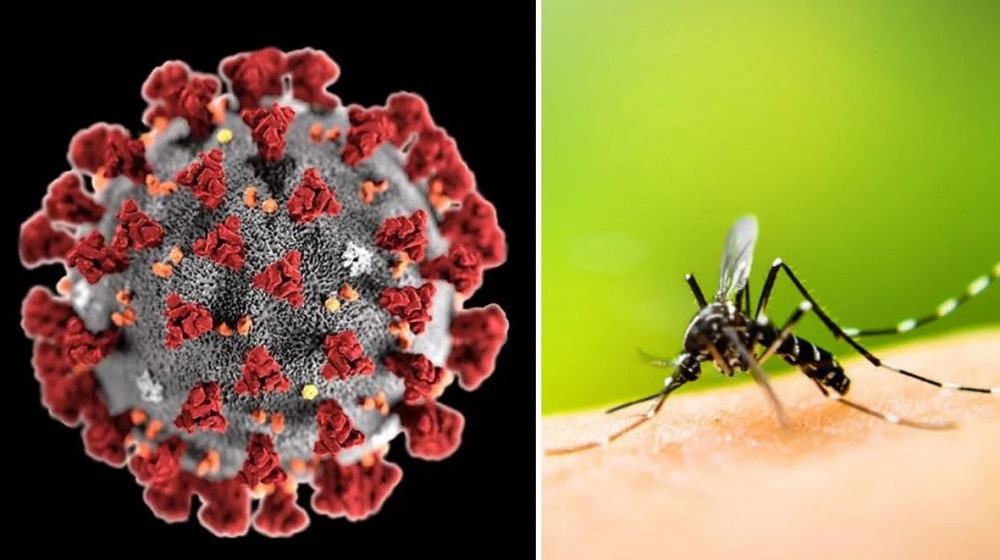 Study Suggests Dengue Fever May Provide Immunity Against Coronavirus