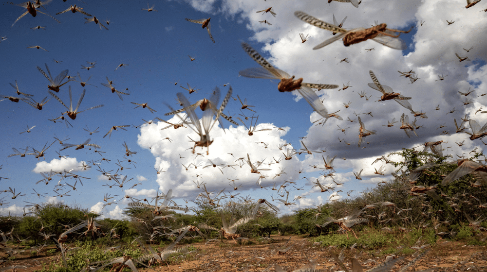 Locusts Have Been Fully Eradicated in Pakistan: National Locust Control