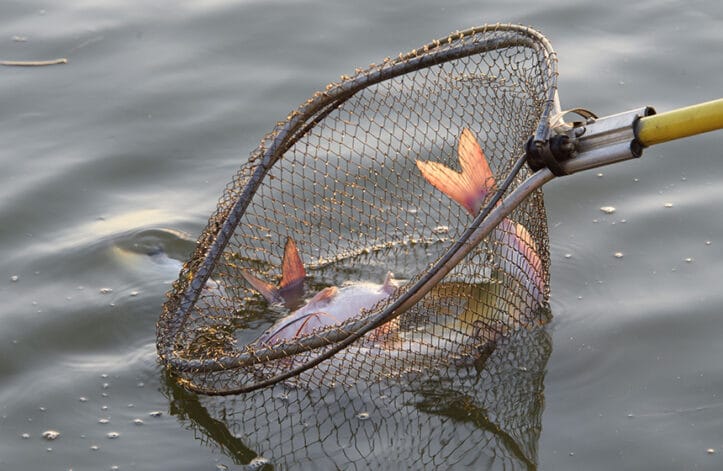 Catfish harvest | ProPakistani