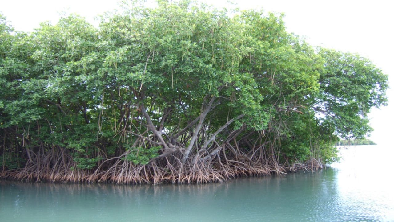 Pakistan Increases Mangrove Cover While Global Coverage is Decreasing: WWF