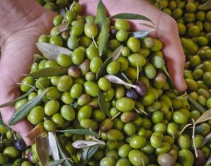 Olive Cultivation | Italy | Sindh | ProPakistani
