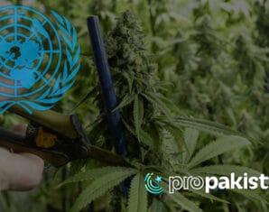 UN | Marijuana | ProPakistani