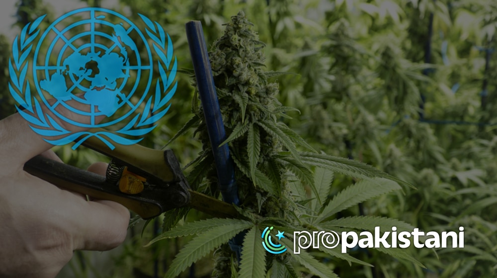 UN | Marijuana | ProPakistani