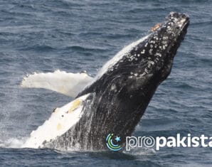Whale Sighting | Balochistan | ProPakistani
