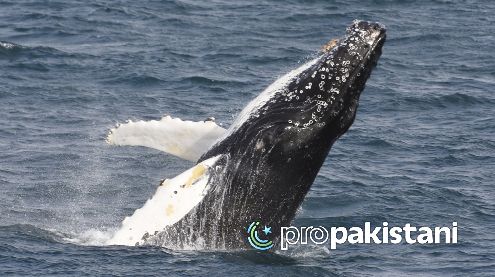 Whale Sighting | Balochistan | ProPakistani