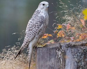 Boy Petitions Court To Ban Bird Poaching | ProPakistani