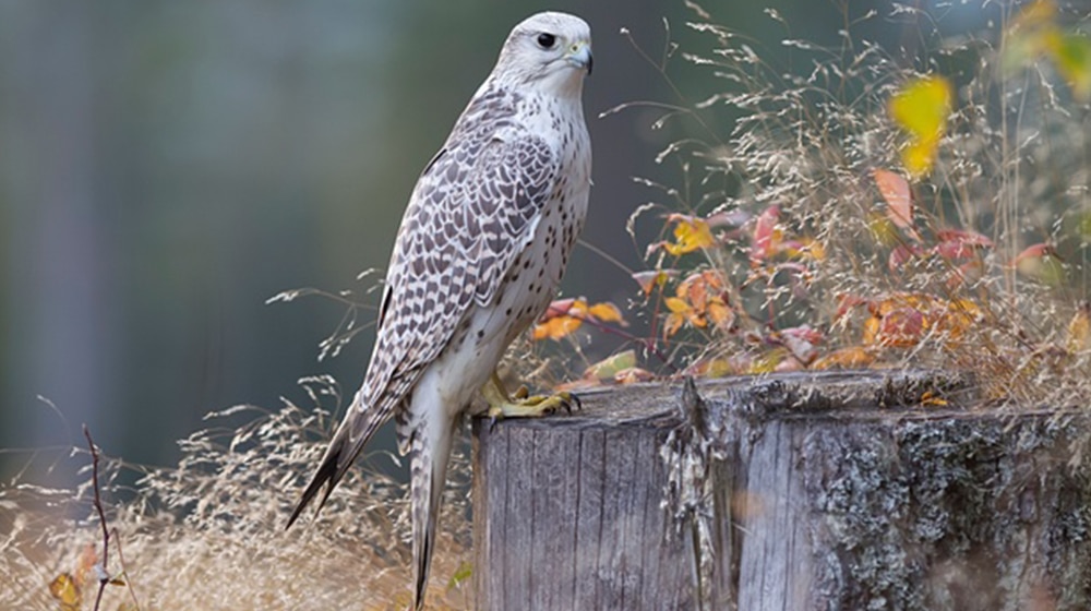 Boy Petitions Court To Ban Bird Poaching | ProPakistani