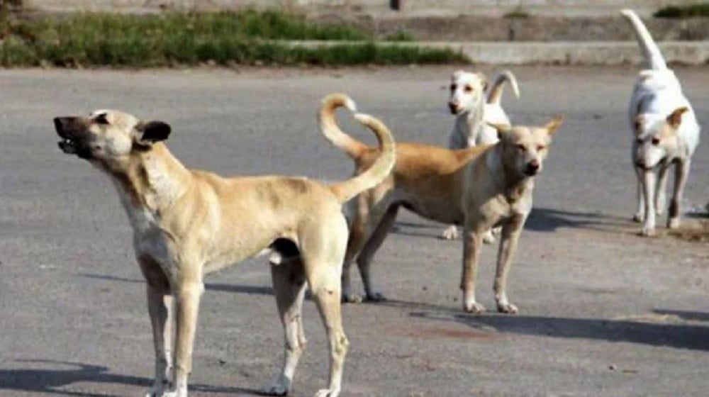 Shooting of Stray Dogs Banned in Islamabad
