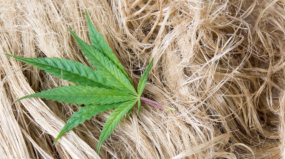 University of Agriculture Faisalabad Develops Fabric From Hemp