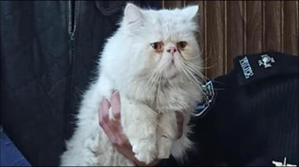 Peshawar Police Recovers Famous TikToker Cat That Was Abducted