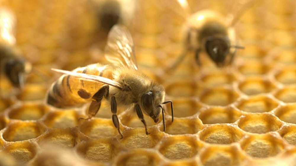 Pakistan Establishes First-Ever Honeybee Research Laboratory