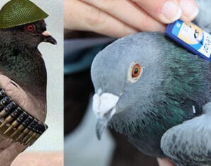 Indian FIR Against Spy Pigeon | ProPakistani