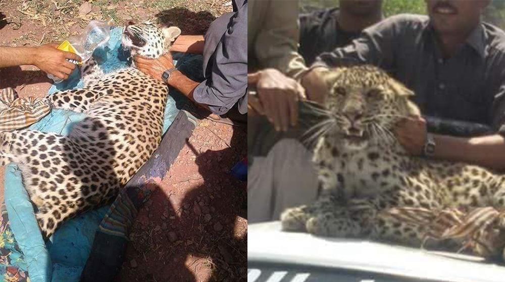 Locals Rescue Exhausted Leopard in Azad Kashmir
