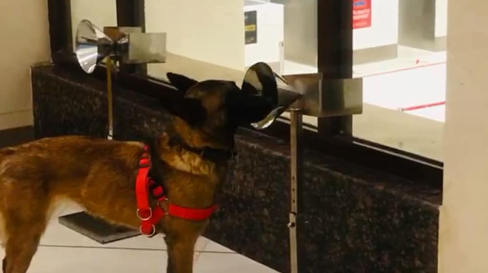 These Pak Army Sniffer Dogs Are Catching COVID-Infected Passengers at Airports
