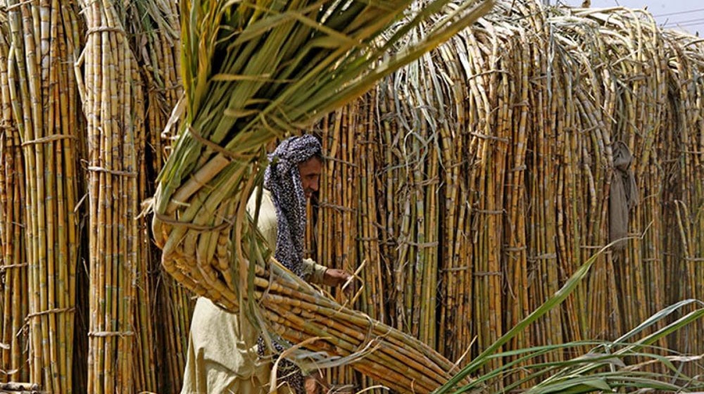 Sugarcane | ProPakistani