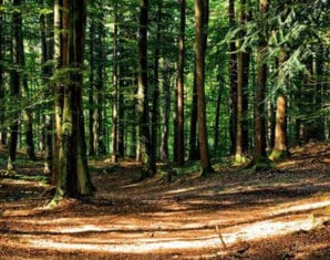 Largest Forest In Asia | Lahore | ProPakistani