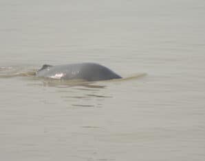 River Indus | Dolphins | ProPakistani