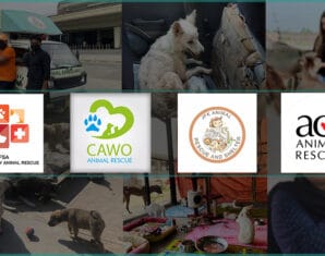 Animal Rescue Services In Pakistan | ProPakistani