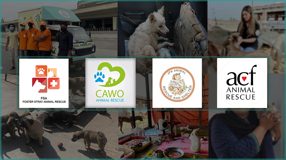 These Are the Top Animal Rescue Services in Pakistan