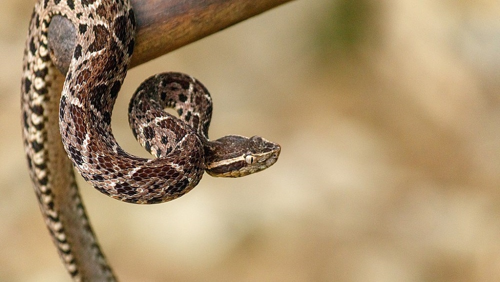 Study Proves Snake Venom to be Highly Effective in Fight Against Coronavirus
