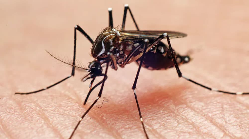 COMSATS Students Working to Convert Mosquitoes into Flying Vaccines