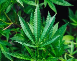 Cannabis Policy | ProPakistani