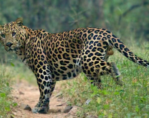 leopard attack | propakistani.pk