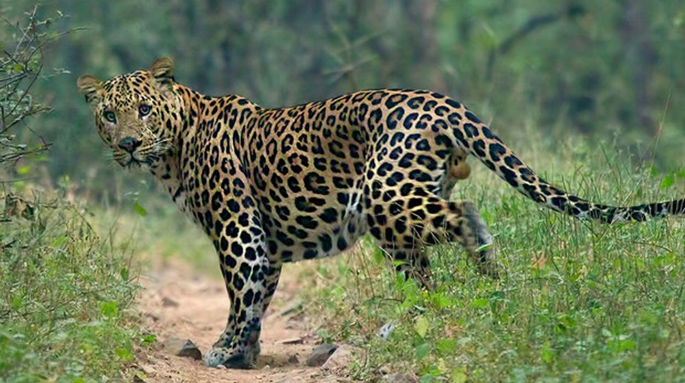 leopard attack | propakistani.pk