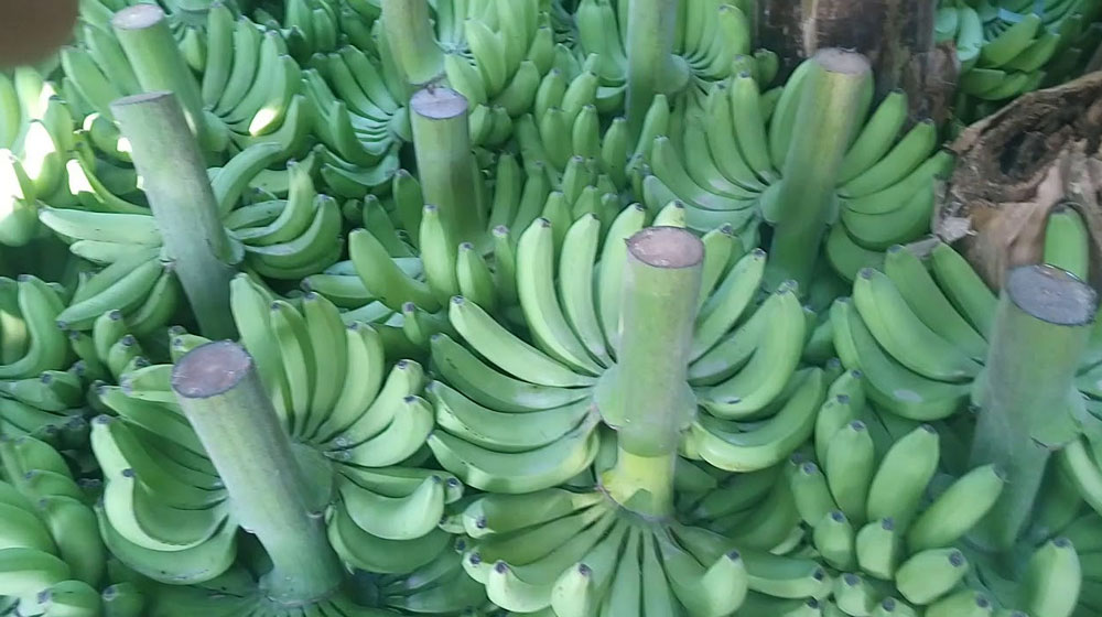 banana stem
