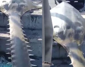 Sawfish