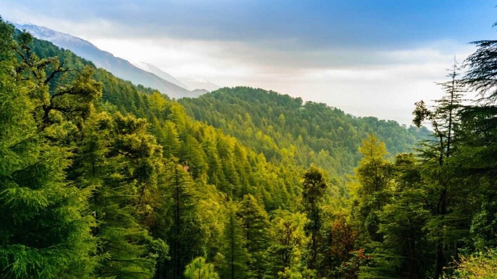 Pakistan Crowned Forestry Champion by UN Environment Program