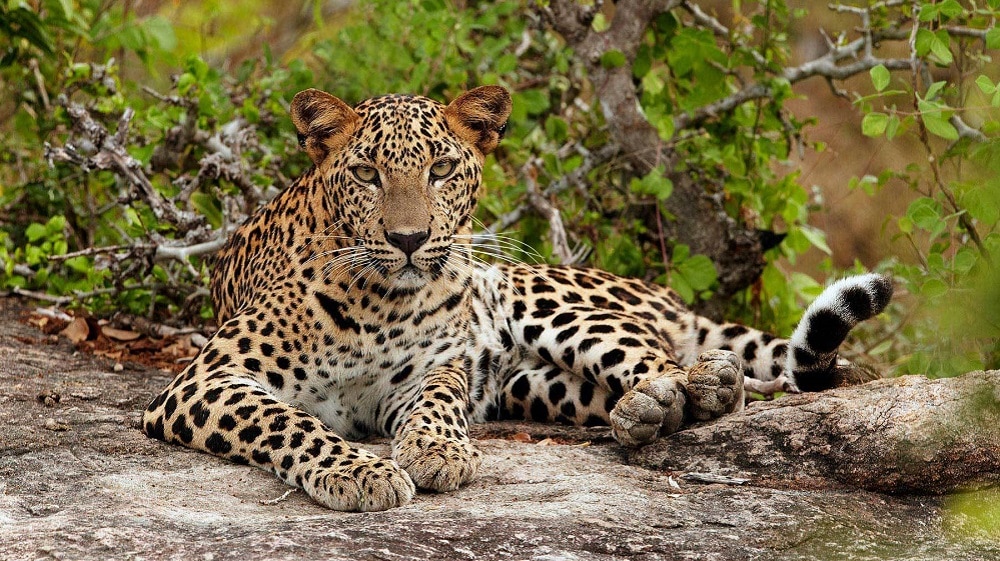 Here’s How You Can Get Guided Tour of Leopard Preservation Zone in Islamabad